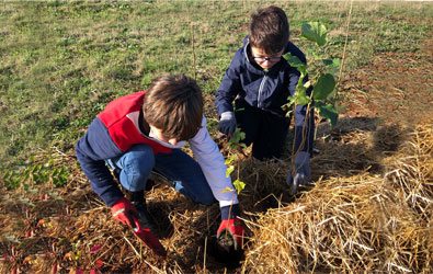 Mini-forêt